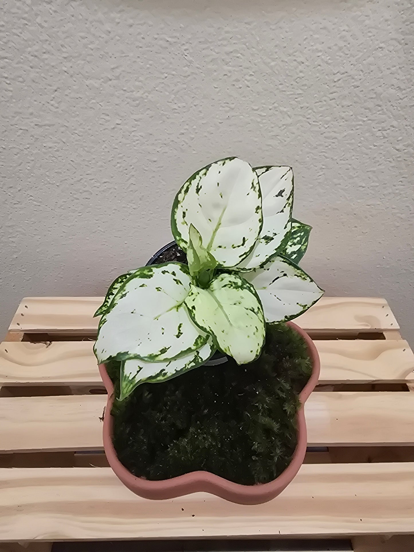 Aglaonema Spring Snow