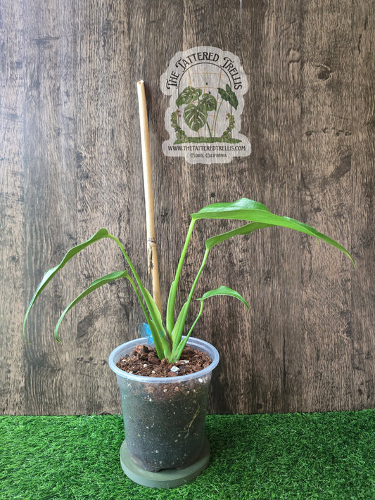 Monstera Burle Marx Flame 6"