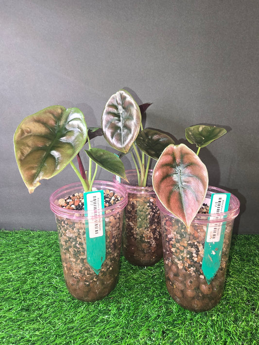 Alocasia Cuprea Red Secret in pon