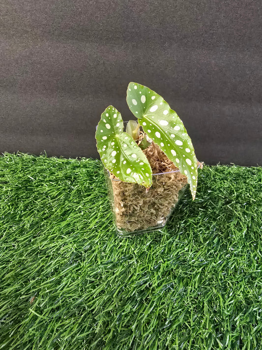 Begonia Maculata (Angel wing) 2"