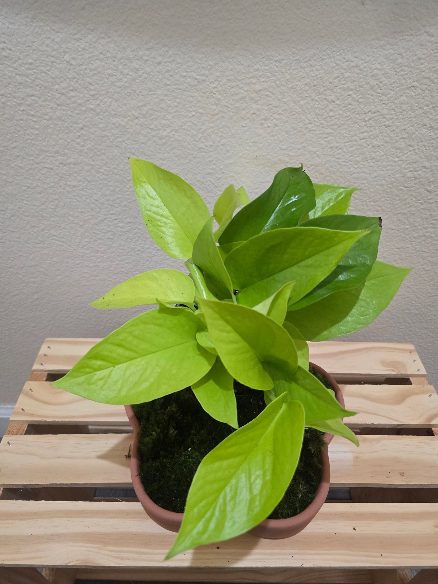 Pothos Neon 4"