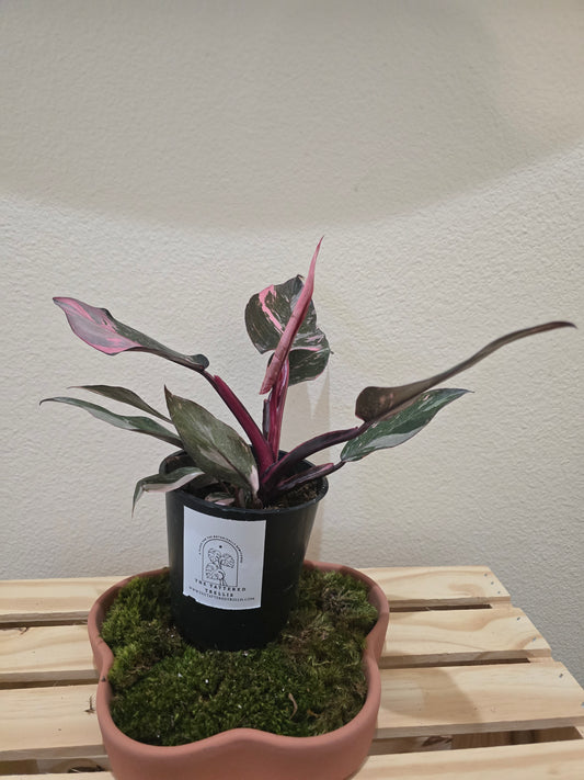 Philodendron Pink Princess 5"