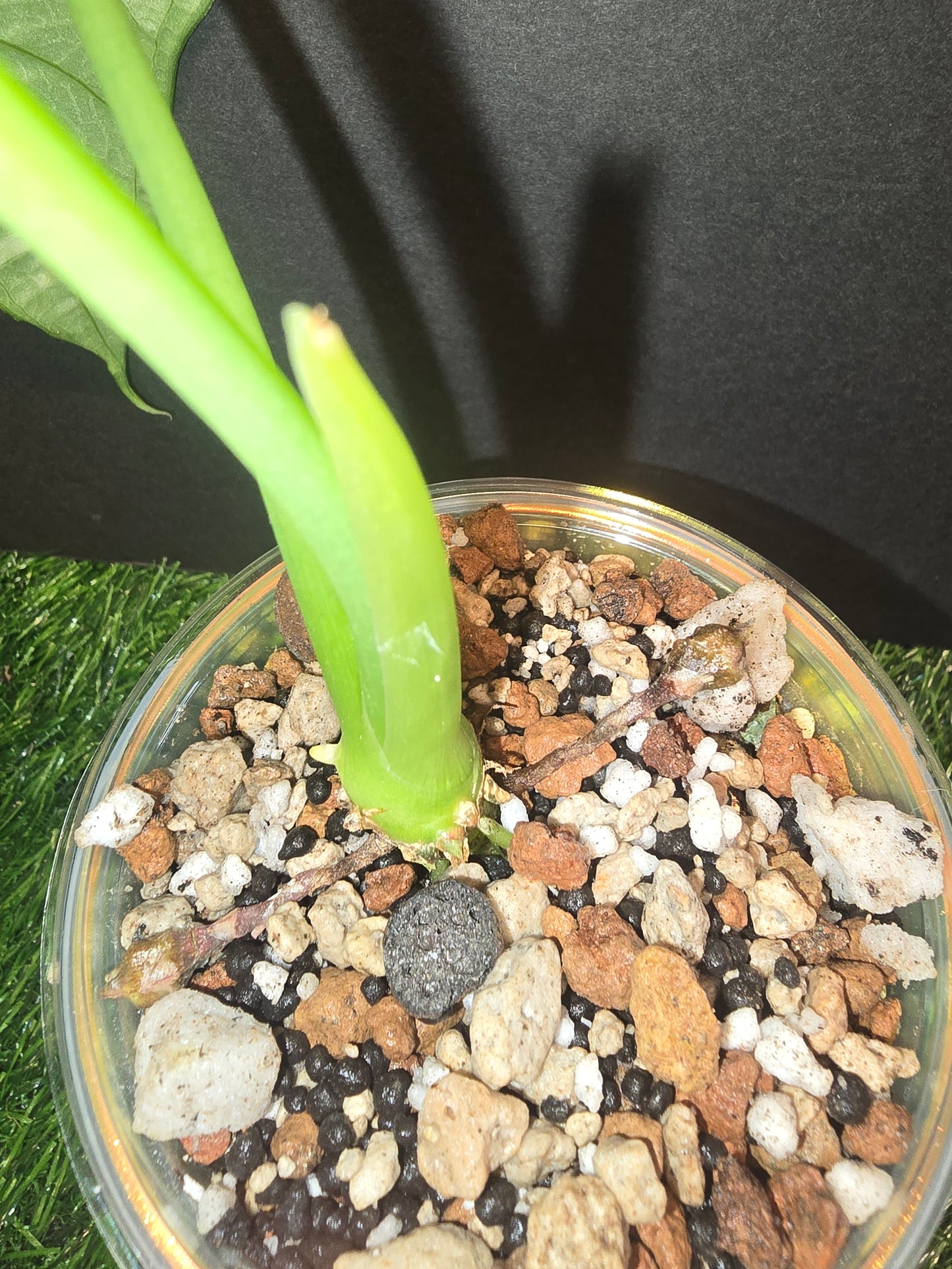 Alocasia Dragons Breath in Pon