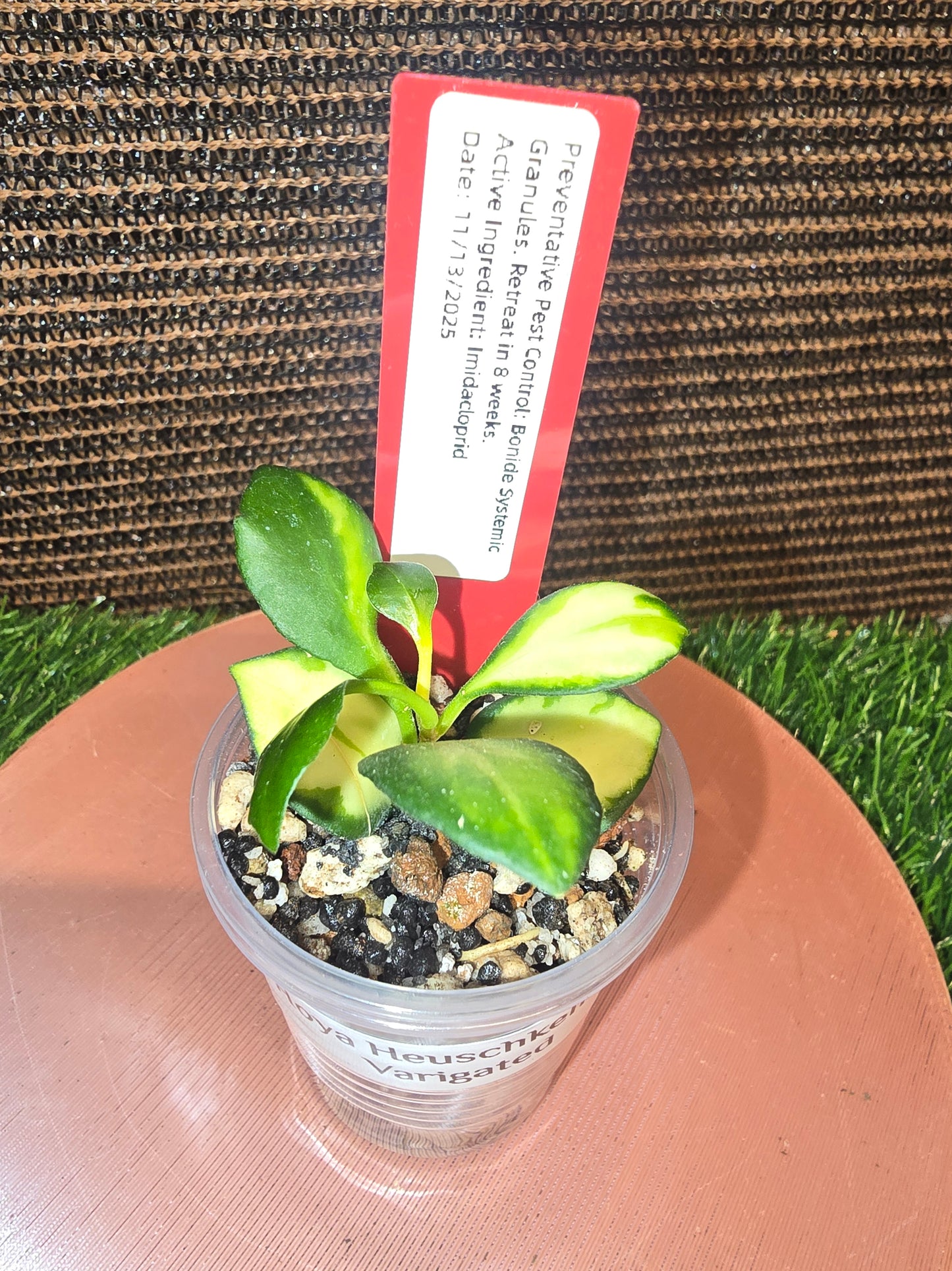 Hoya Varigated Heuschkeliana