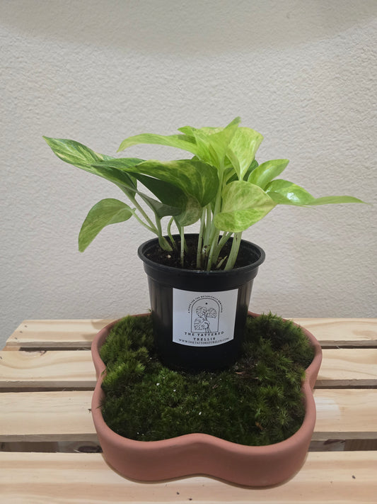 Pothos Marble Queen 4"