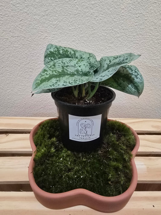 Pothos Exotica 4"