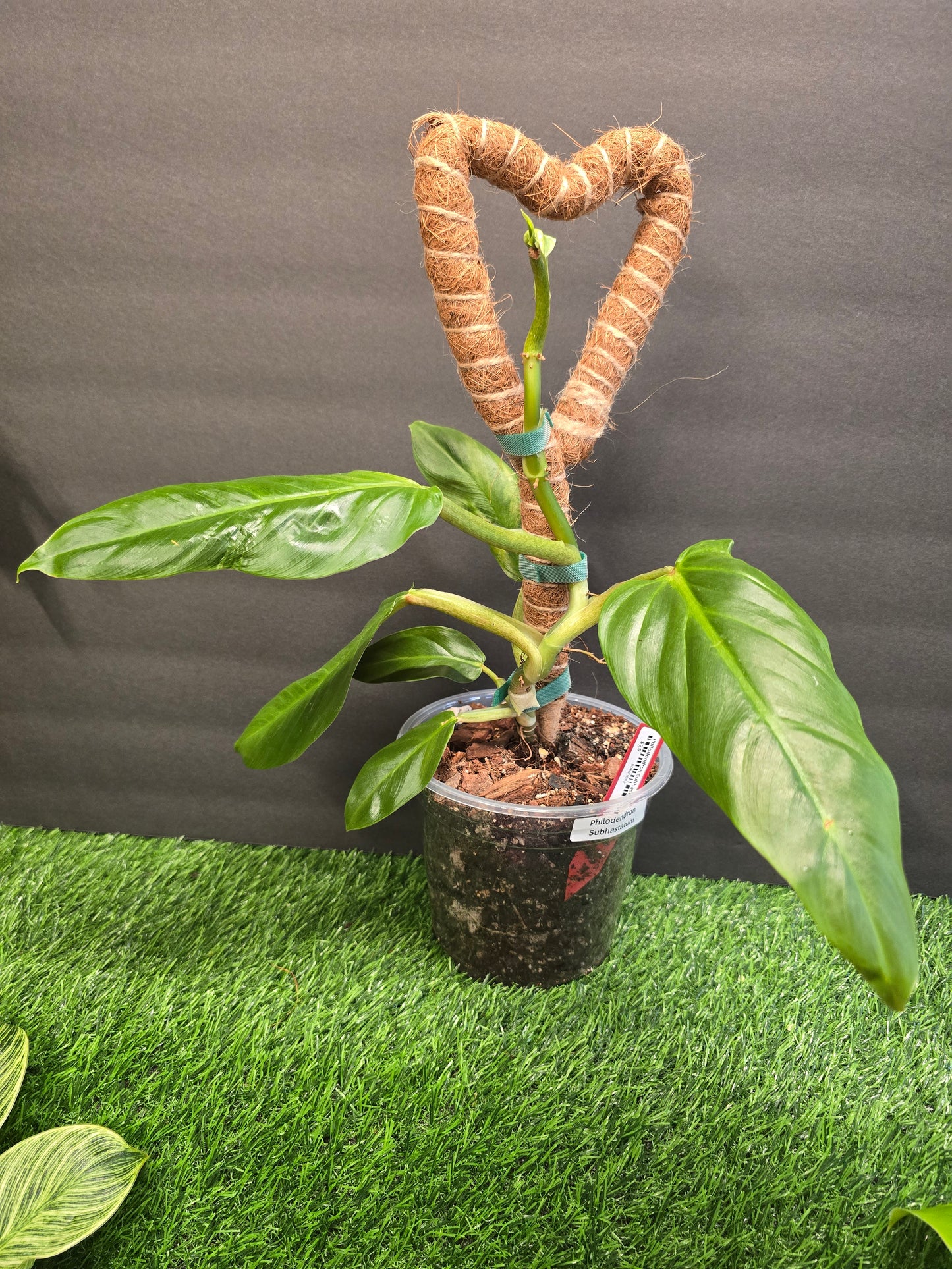 Philodendron Subhastium 6" on a pole