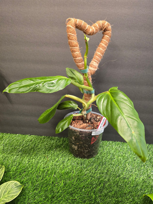 Philodendron Subhastium 6" on a pole