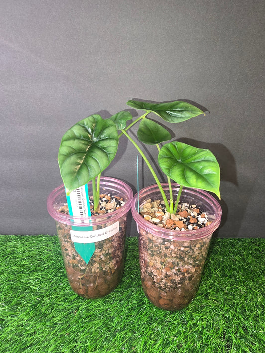 Alocasia Quilted Dreams in pon