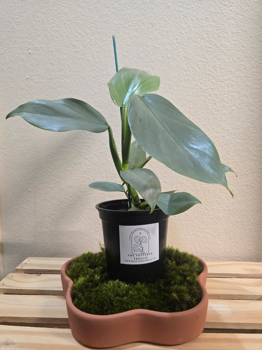 Philodendron Silver Sword 4"