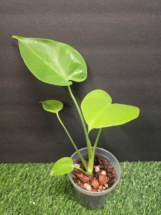 Monstera Lemon Lime