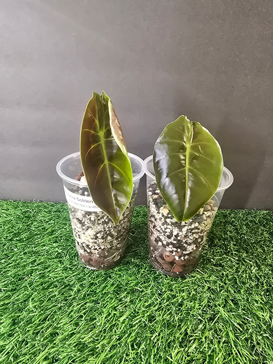 Alocasia Golden Bone in Pon