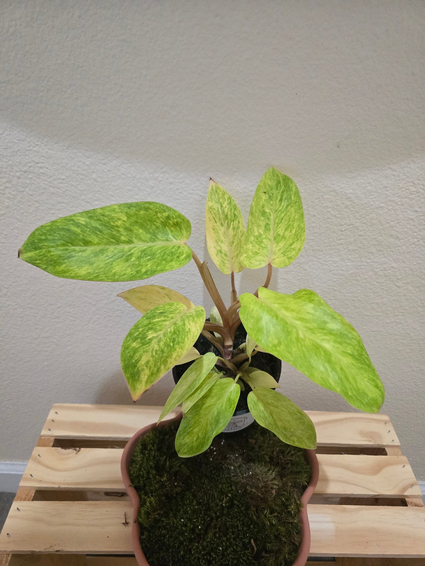 Philodendron Painted Lady 5"