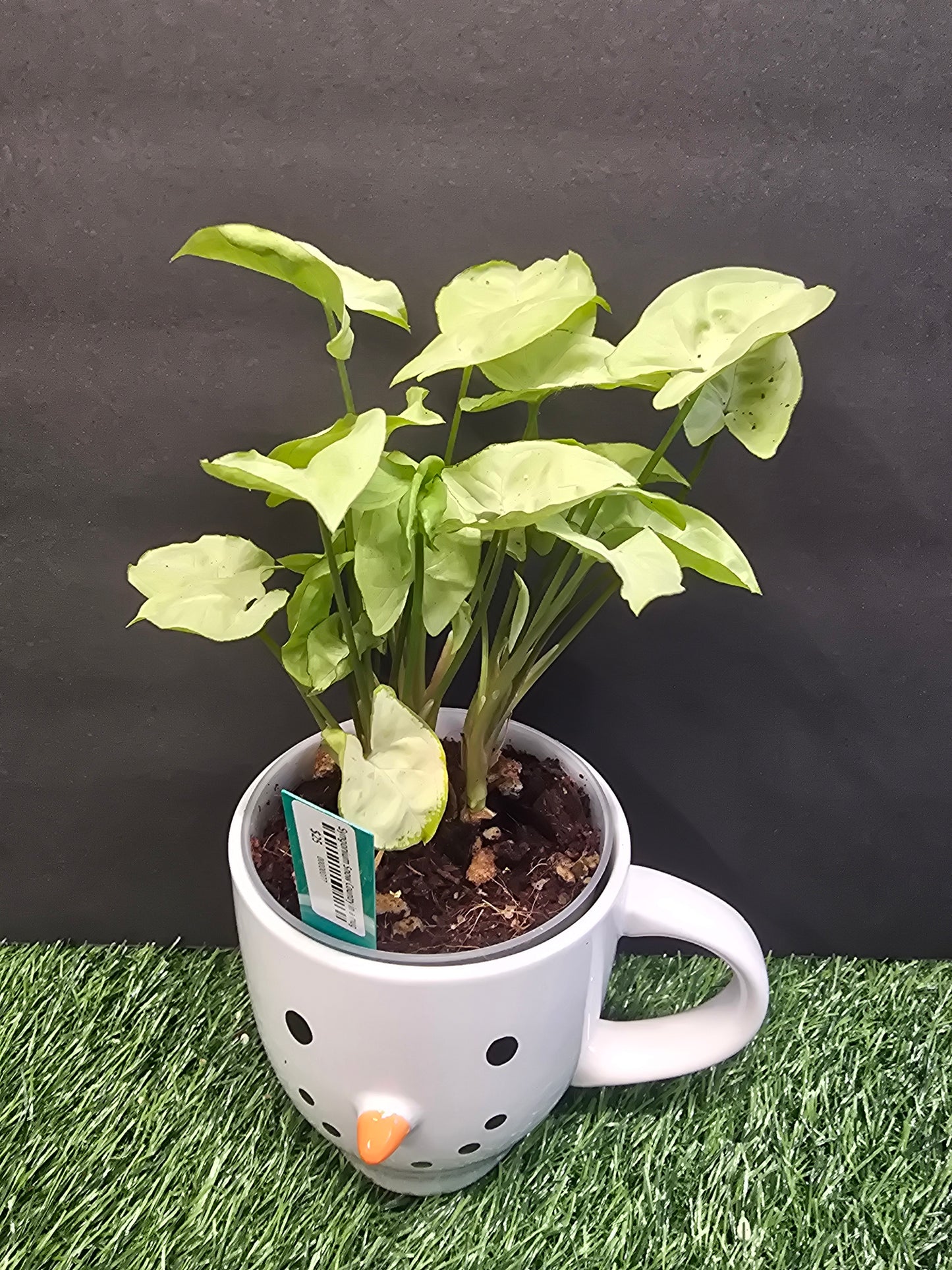 Syngonium Snow Country 4" (Mug)