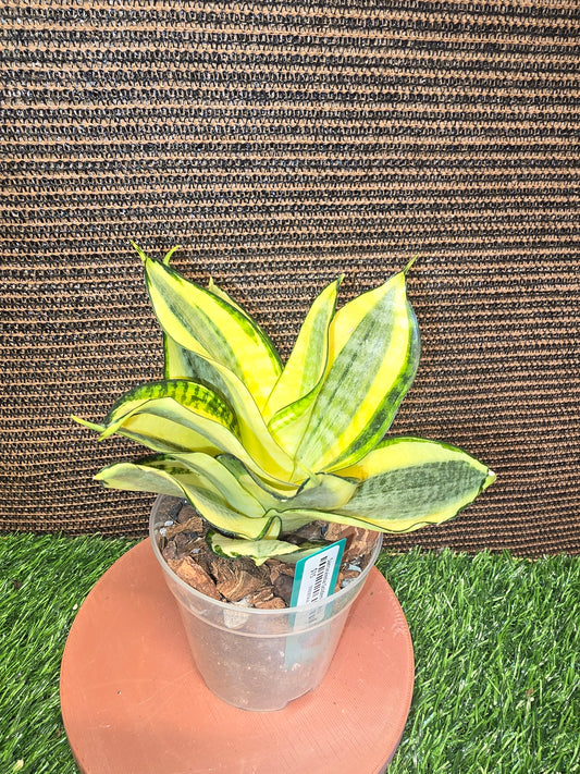 Sansevieria 'Sunny Star'