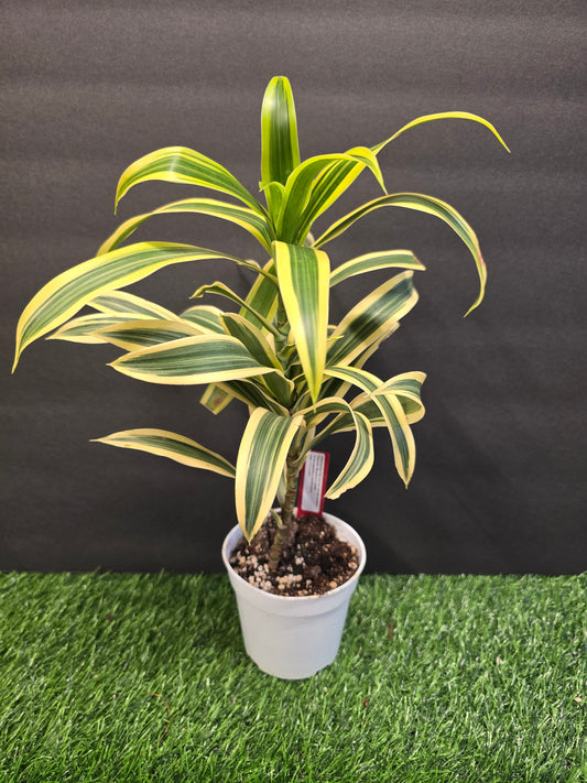 Dracaena Song of India