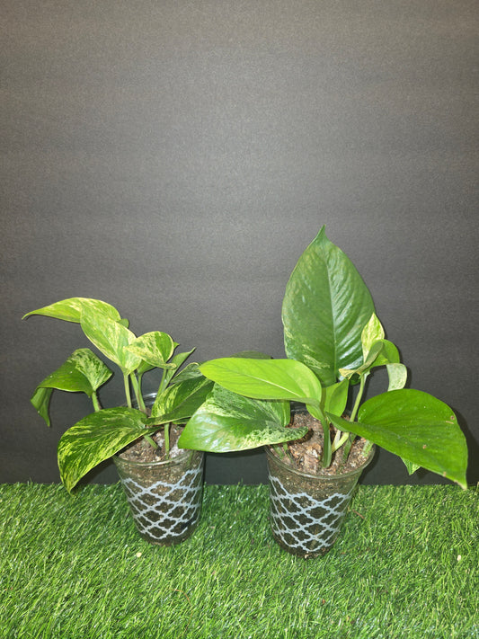 Scindapsus Marble Queen