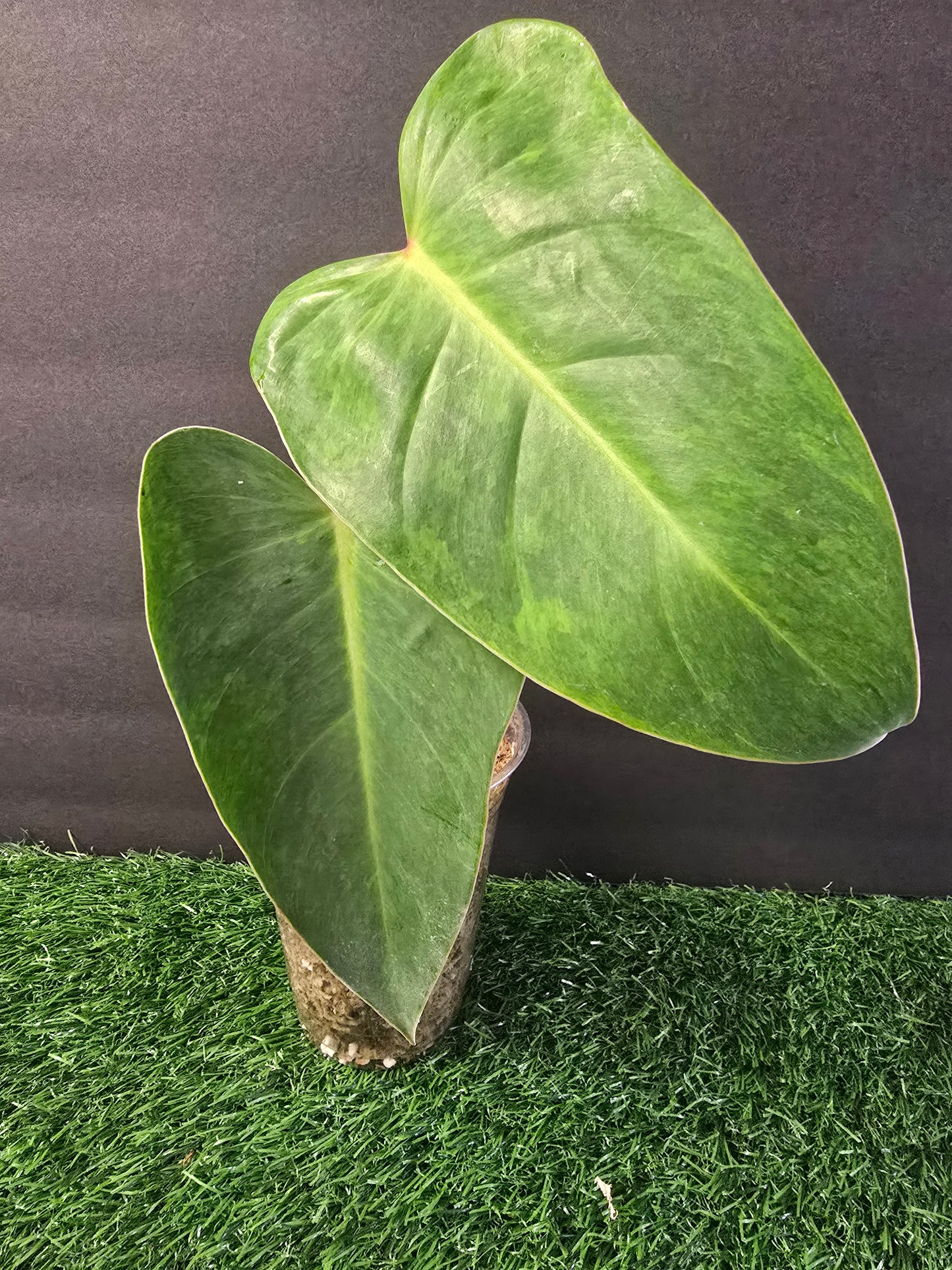 Philodendron Painted Lady