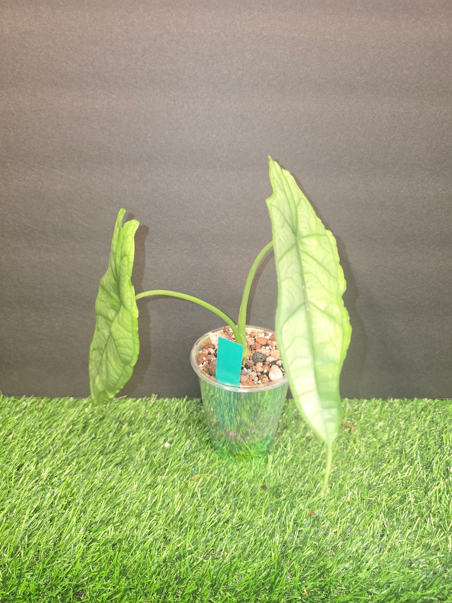 Alocasia Dragons Breath in Pon