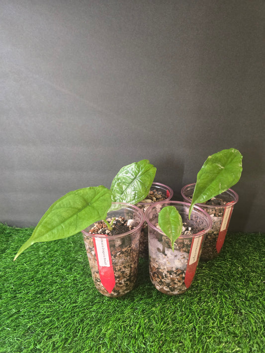 Alocasia Dragons Breath in pon