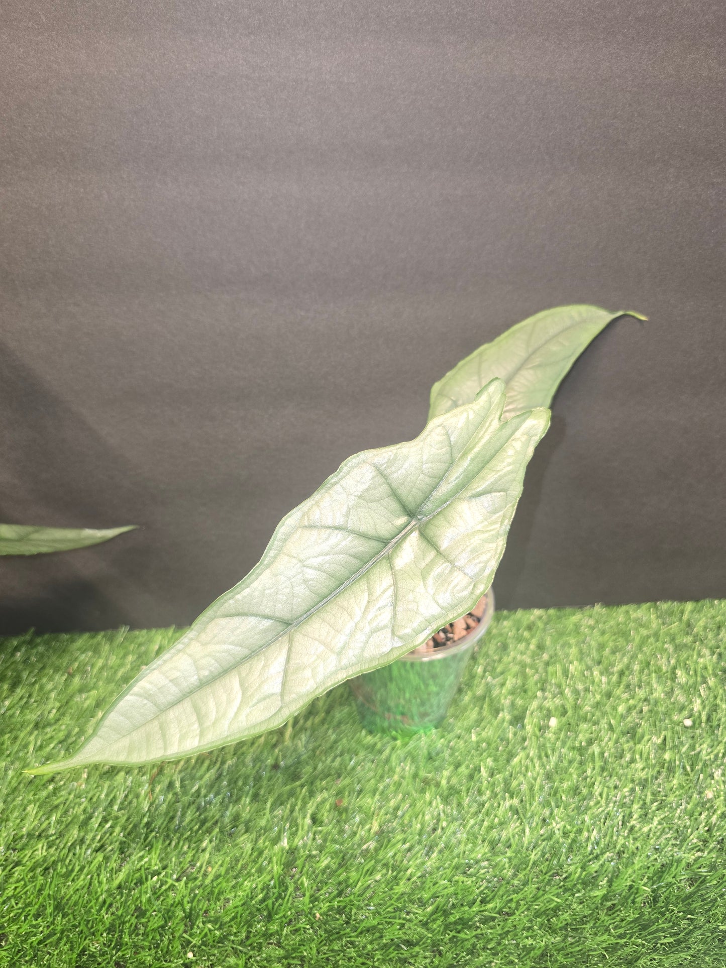 Alocasia Dragons Breath in Pon