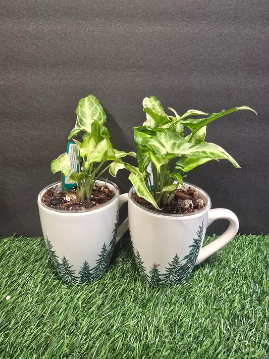 Syngonium Starbrite in a mug