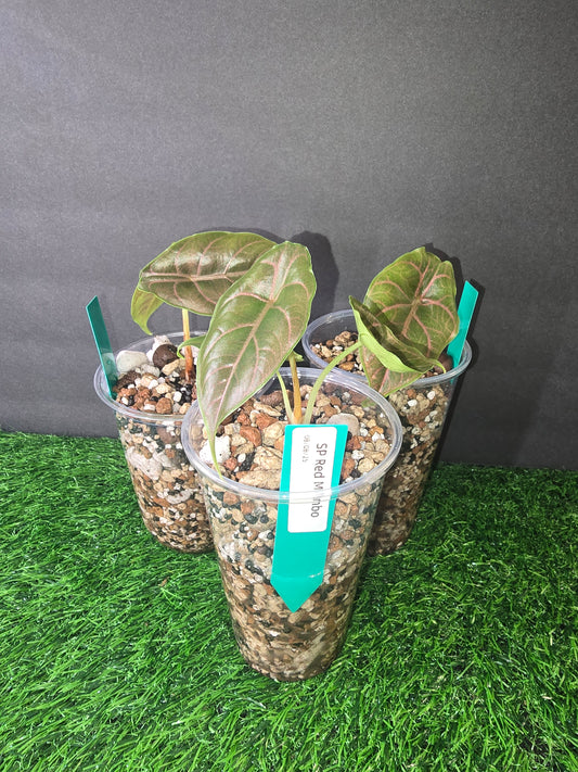 Alocasia Red Mambo in pon