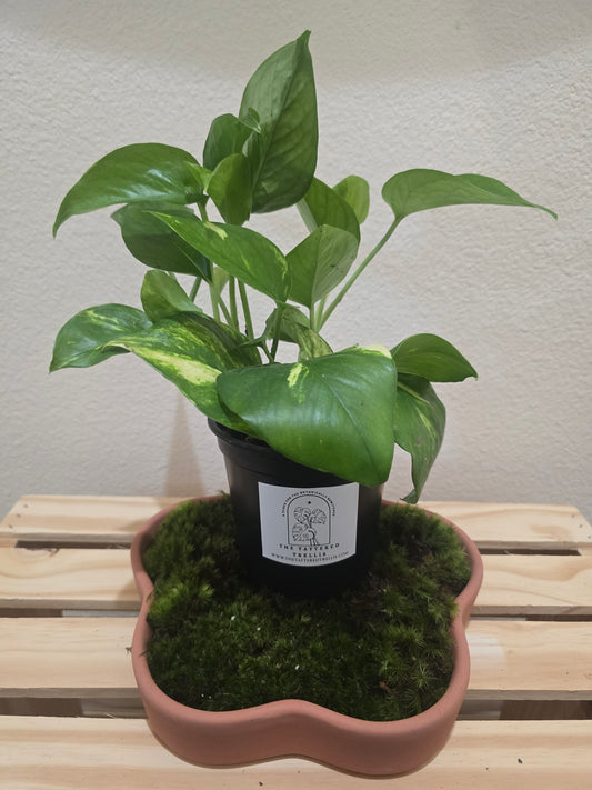 Golden Pothos 4"