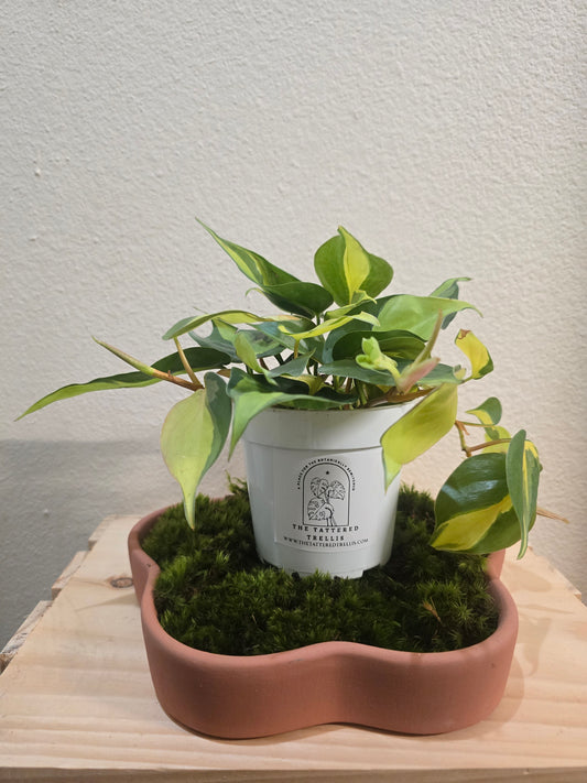 Philodendron Brasil 4"