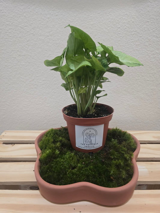Syngonium White Butterfly 4"