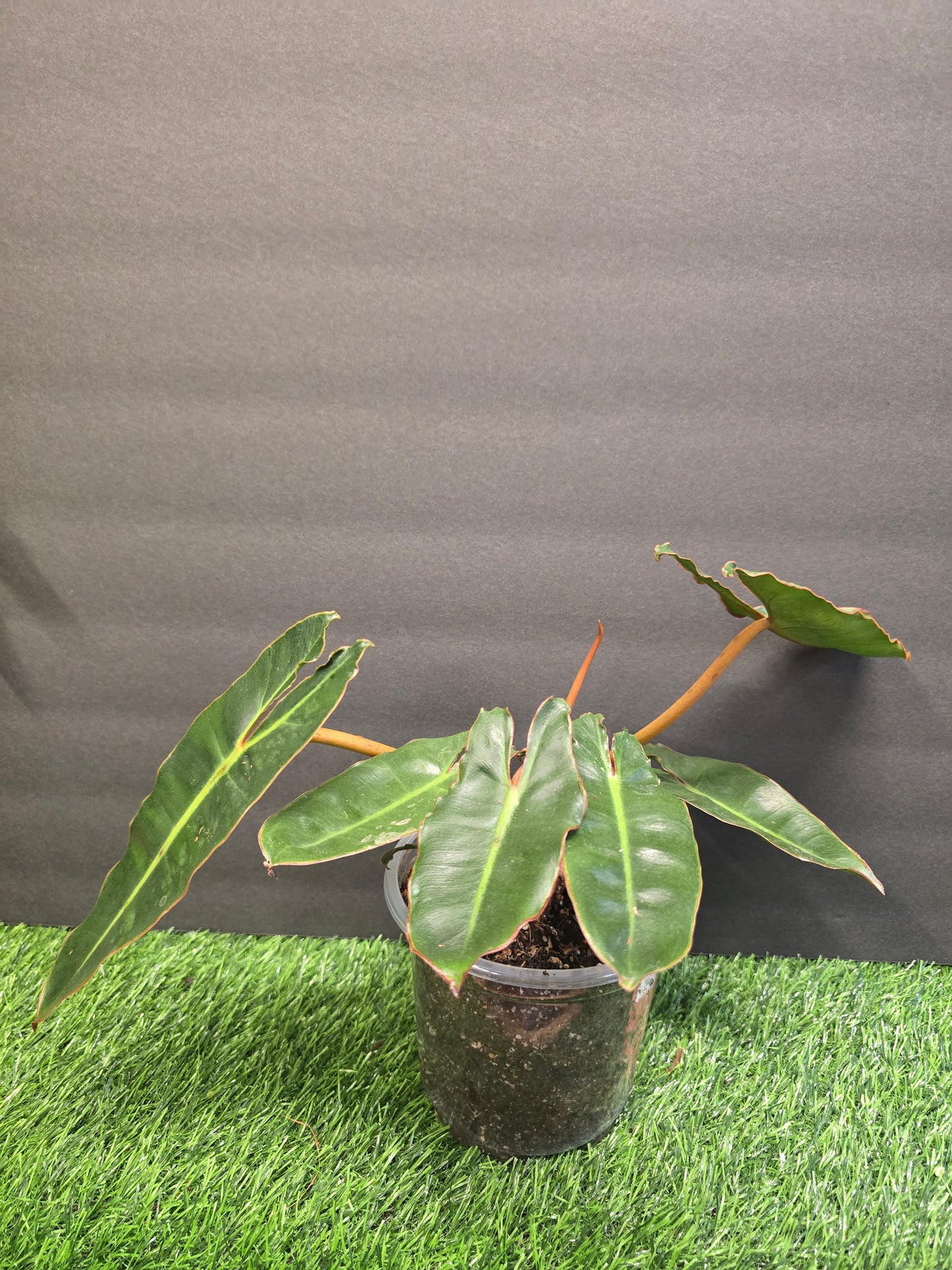 Philodendron Billietiae Dark