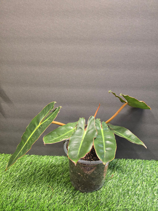 Philodendron Billietiae Dark