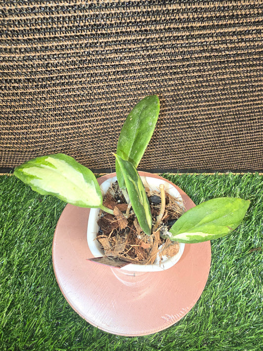 Incrassata Moonshadow