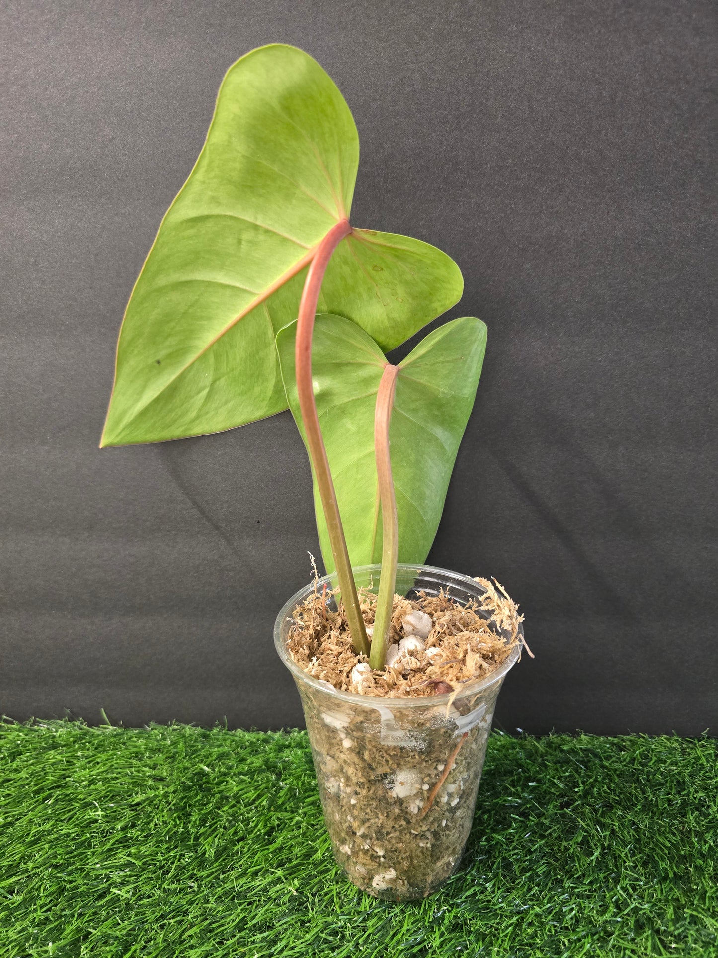 Philodendron Painted Lady