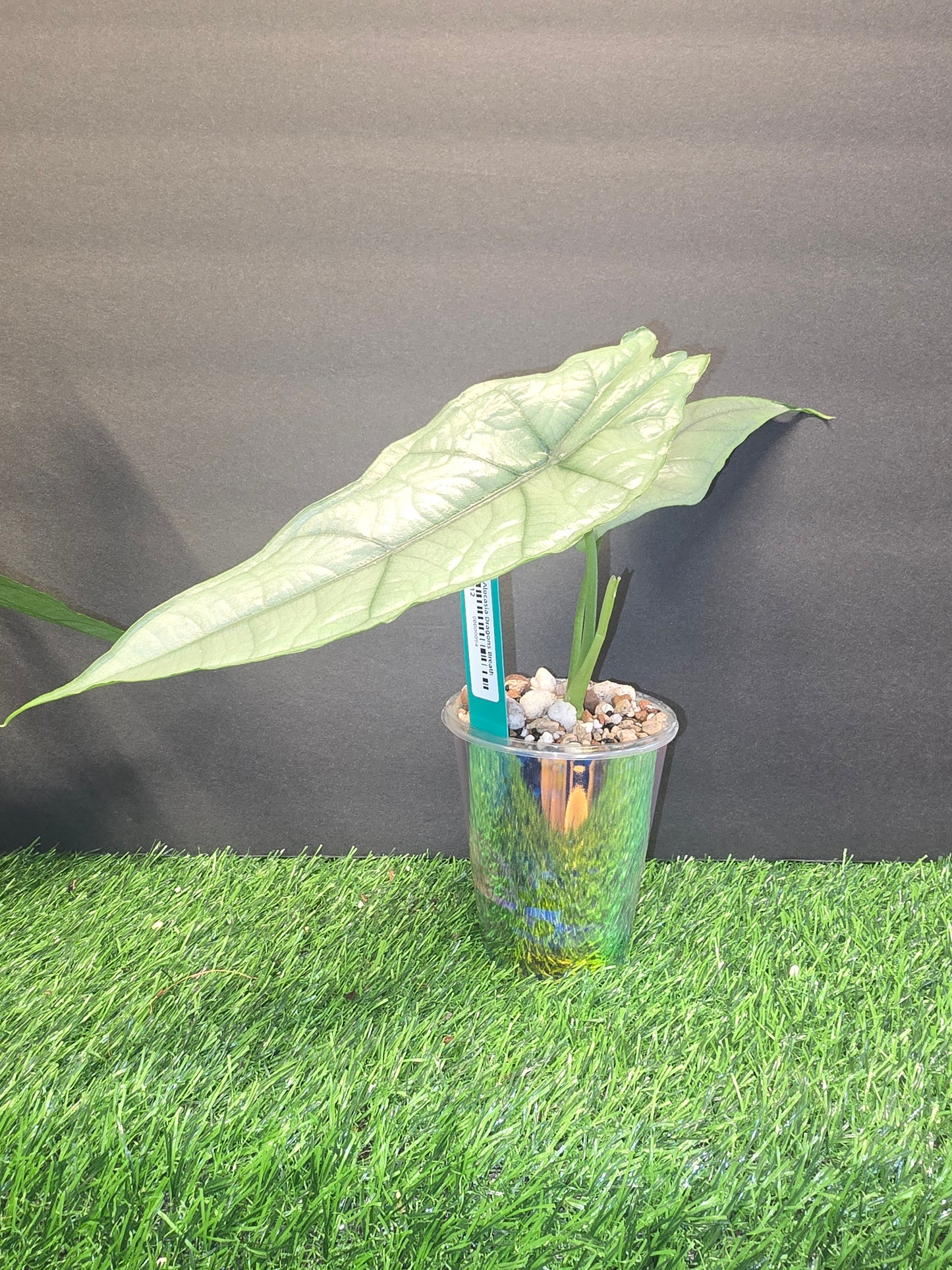 Alocasia Dragons Breath in Pon