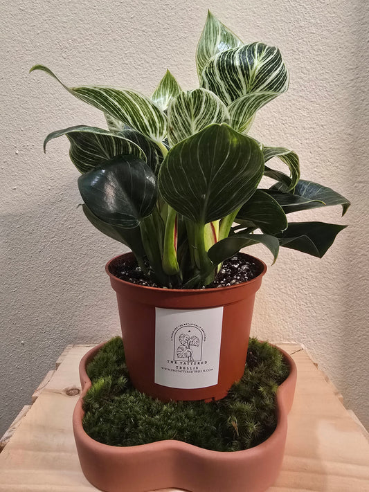 Philodendron Birkin 6"