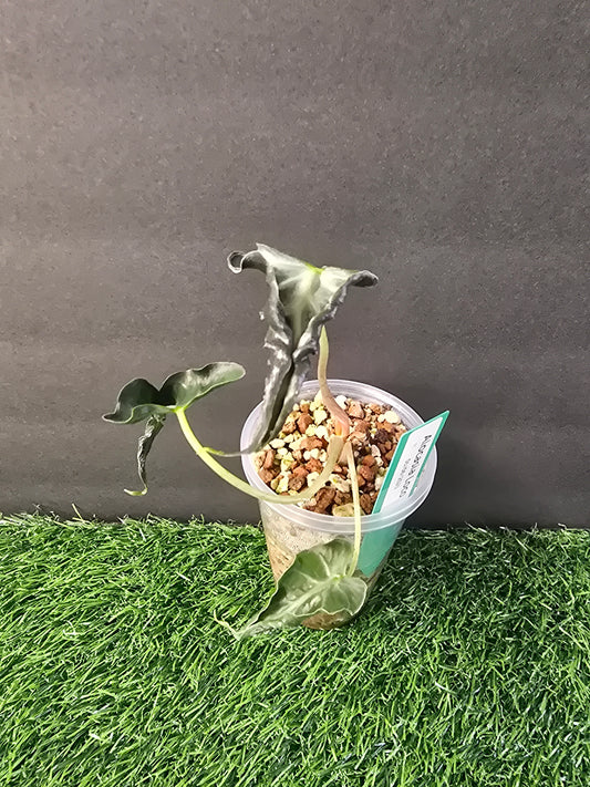 Alocasia Loco in pon 3"