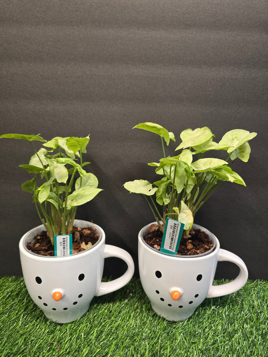 Syngonium Snow Country 4" (Mug)