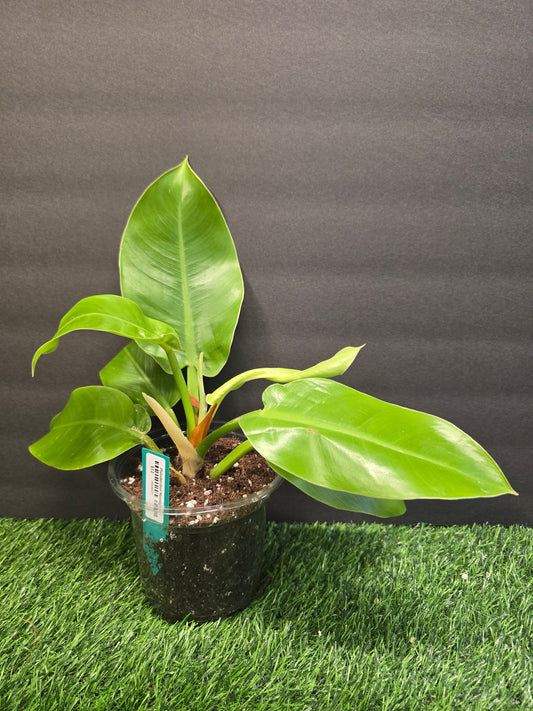 Philodendron Moonlight 4"