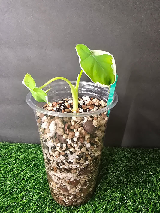 Alocasia Mickey Mouse in pon