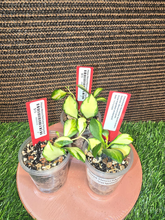 Hoya Varigated Heuschkeliana