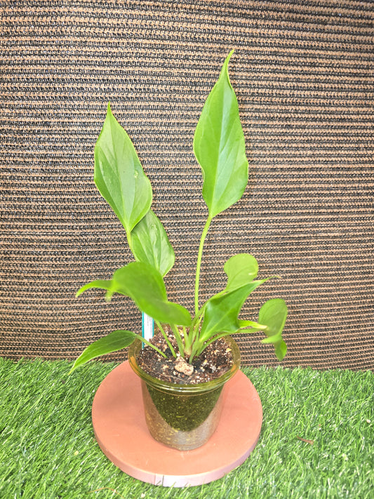 Antherium Pink Lilli