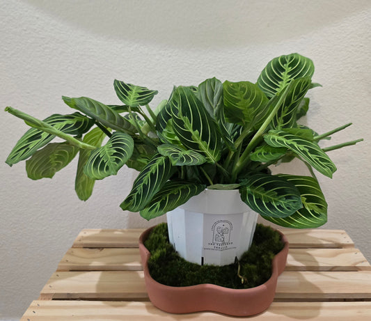 Maranta Lemon Lime 6"