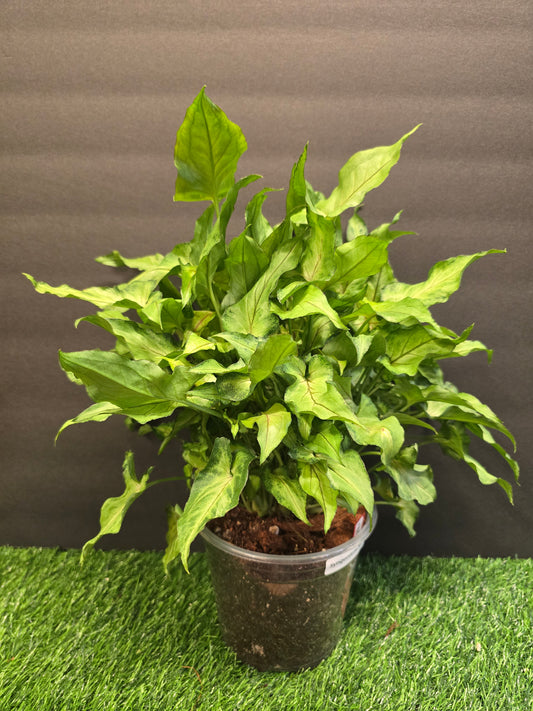 Syngonium Yami