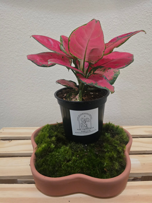 Aglaonema Super Red 4"