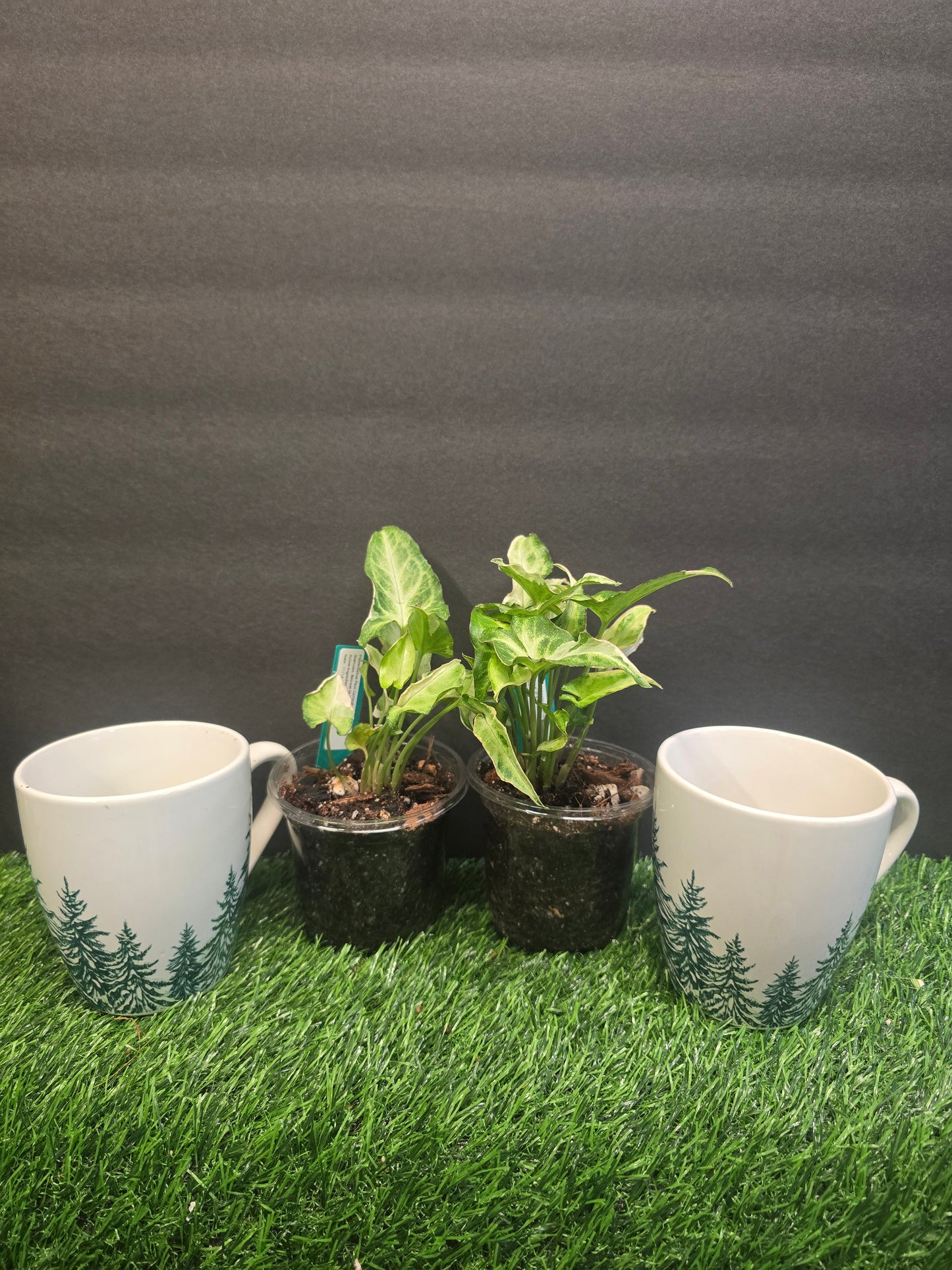 Syngonium Starbrite in a mug