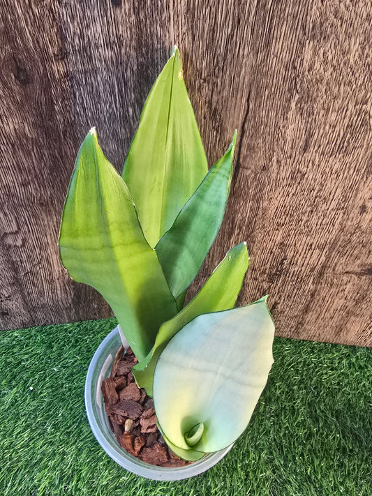 Sansevieria Moonshine 7"