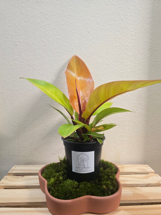 Philodendron Prince Of Orange