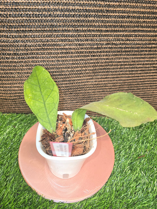 Hoya Perak Teddy Bear