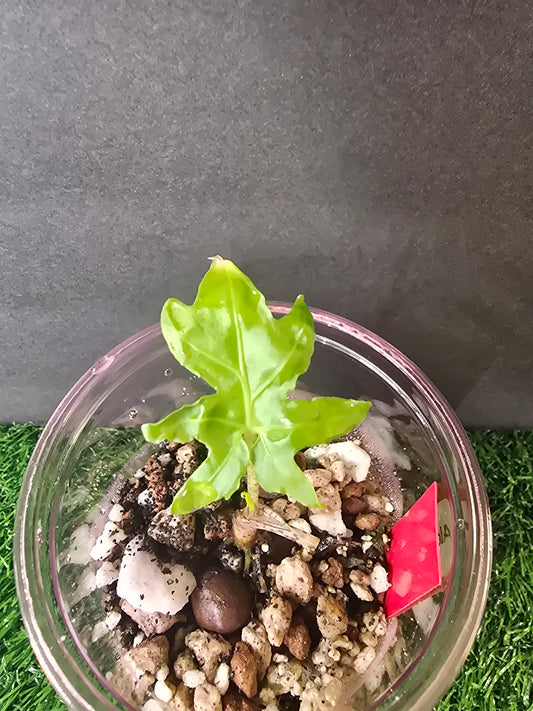 Alocasia Serpents Tail in pon